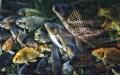 Carp, Sacramento Zoo