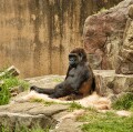 Gorilla, San Francisco Zoo