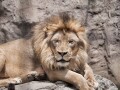 Sleepy Lion, Sacramento Zoo